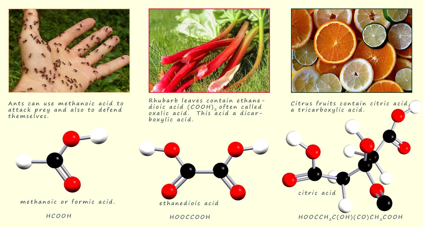 A montage which shows some common naturally occurring carboxylic acids, with 3d models and explanations of their uses and structure.